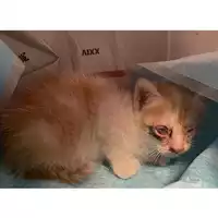 Foto dell\'animale gatto - Matr. 2024/1594 - Microchip 380260044981054