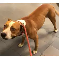 Foto dell\'animale cane - Matr. 2024/1596 - Microchip 380260044981280