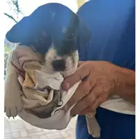 Foto dell\'animale cane - Matr. 2024/1599 - Microchip 380260044981243