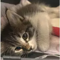 Foto dell\'animale gatto - Matr. 2024/1600 - Microchip 380260044998257