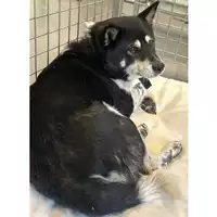 Foto dell\'animale cane - Matr. 2024/1604 - Microchip 380260100628742