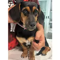 Foto dell\'animale cane - Matr. 2024/1601 - Microchip 380260044998072
