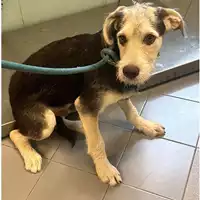 Foto dell\'animale cane - Matr. 2024/1603 - Microchip 380260044981267