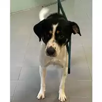 Foto dell\'animale cane - Matr. 2024/1602 - Microchip 380260160442135