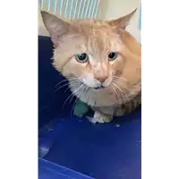 Foto dell\'animale gatto - Matr. 2021/0797 - Microchip 380260044281212