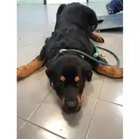 Foto dell\'animale cane - Matr. 2020/1155 - Microchip 380260043769868
