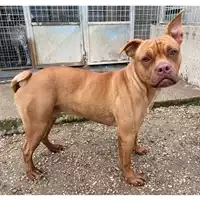 Foto dell\'animale cane - Matr. 2024/1608 - Microchip 380260170343642