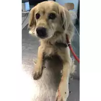 Foto dell\'animale cane - Matr. 2024/1609 - Microchip 380260044981115