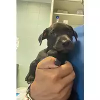 Foto dell\'animale cane - Matr. 2024/1610 - Microchip 380260044981038