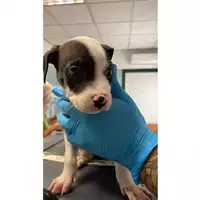 Foto dell\'animale cane - Matr. 2024/1611 - Microchip 380260044981441