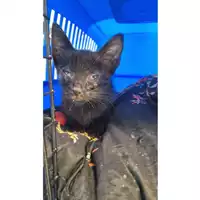 Foto dell\'animale gatto - Matr. 2024/1616 - Microchip 380260170343658