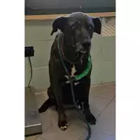 Foto dell\'animale cane - Matr. 2024/1617 - Microchip 380260040963075
