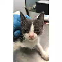 Foto dell\'animale gatto - Matr. 2024/1618 - Microchip 380260170343760