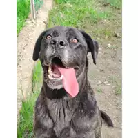 Foto dell\'animale cane - Matr. 2023/0857 - Microchip 380260045015591