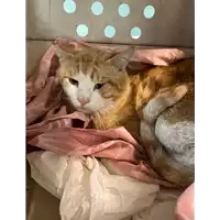 Foto dell\'animale gatto - Matr. 2021/0799 - Microchip 380260044280622