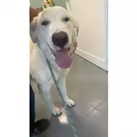 Foto dell\'animale cane - Matr. 2024/1628 - Microchip 380260170054540