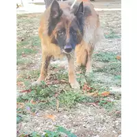 Foto dell\'animale cane - Matr. 2024/1634 - Microchip 380260170343650