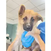 Foto dell\'animale cane - Matr. 2024/1631 - Microchip 380260170343656