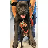 Foto dell\'animale cane - Matr. 2024/1550 - Microchip 380260102651775