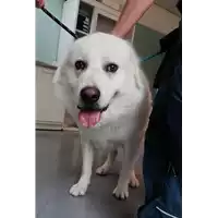 Foto dell\'animale cane - Matr. 2021/0800 - Microchip 380260044281004