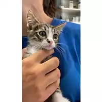 Foto dell\'animale gatto - Matr. 2024/1641 - Microchip 380260170343516
