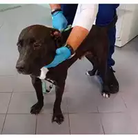 Foto dell\'animale cane - Matr. 2024/1642 - Microchip 380260170343645