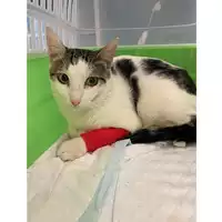 Foto dell\'animale gatto - Matr. 2024/1643 - Microchip 380260170343517