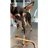 Foto dell\'animale cane - Matr. 2024/1644 - Microchip 982009106419518
