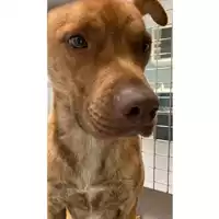 Foto dell\'animale cane - Matr. 2024/1646 - Microchip 380260170343049