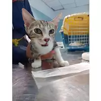 Foto dell\'animale gatto - Matr. 2024/1647 - Microchip 380260170343040