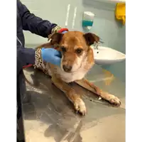 Foto dell\'animale cane - Matr. 2021/0801 - Microchip 380260041203203