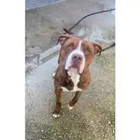 Foto dell\'animale cane - Matr. 2024/1650 - Microchip 380260170343051