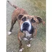 Foto dell\'animale cane - Matr. 2024/1648 - Microchip 380260170343059