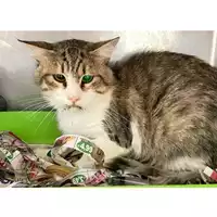 Foto dell\'animale gatto - Matr. 2024/1652 - Microchip 380260170343779