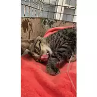 Foto dell\'animale gatto - Matr. 2024/1653 - Microchip 380260170343768