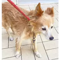 Foto dell\'animale cane - Matr. 2024/1654 - Microchip 380260000856068