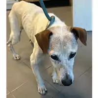 Foto dell\'animale cane - Matr. 2024/1655 - Microchip 981100002145533