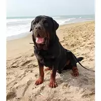 Foto dell\'animale cane - Matr. 2020/1609 - Microchip 380260002430734