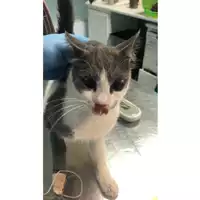 Foto dell\'animale gatto - Matr. 2024/1656 - Microchip 380260170343043