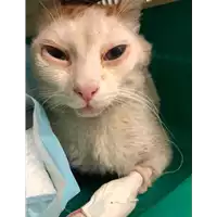 Foto dell\'animale gatto - Matr. 2021/0802 - Microchip 380260044476363
