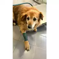 Foto dell\'animale cane - Matr. 2024/1658 - Microchip 380260170343053