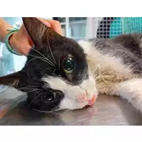 Foto dell\'animale gatto - Matr. 2024/1661 - Microchip 380260170343056