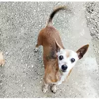 Foto dell\'animale cane - Matr. 2024/1662 - Microchip 380260002119018