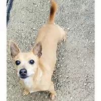 Foto dell\'animale cane - Matr. 2024/1663 - Microchip 380260002113765