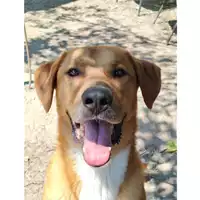 Foto dell\'animale cane - Matr. 2021/0376 - Microchip 380260044541505