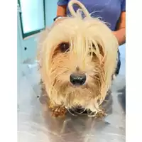 cane - Matr. 2024/1670 - Microchip 380260170343703