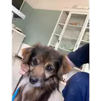 Foto dell\'animale cane - Matr. 2021/0805 - Microchip 380260044280515