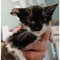 Foto dell\'animale gatto - Matr. 2024/1680 - Microchip 380260170343050