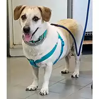 Foto dell\'animale cane - Matr. 2024/1681 - Microchip 380260043486308
