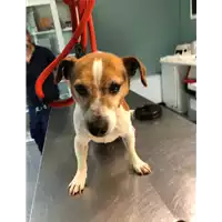 Foto dell\'animale cane - Matr. 2021/0804 - Microchip 380260044280805